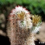 Echinocereus viridiflorus ssp. chloranthus JL84104 El Paso Tx ©JL.jpg